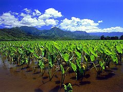 Taro Fields of Hanalei, Kauai